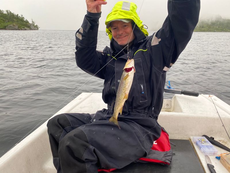  5 stuks Autosett Medium