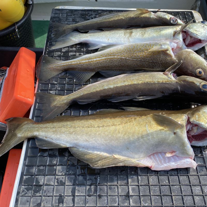 Autosett Ekstrem / för vev