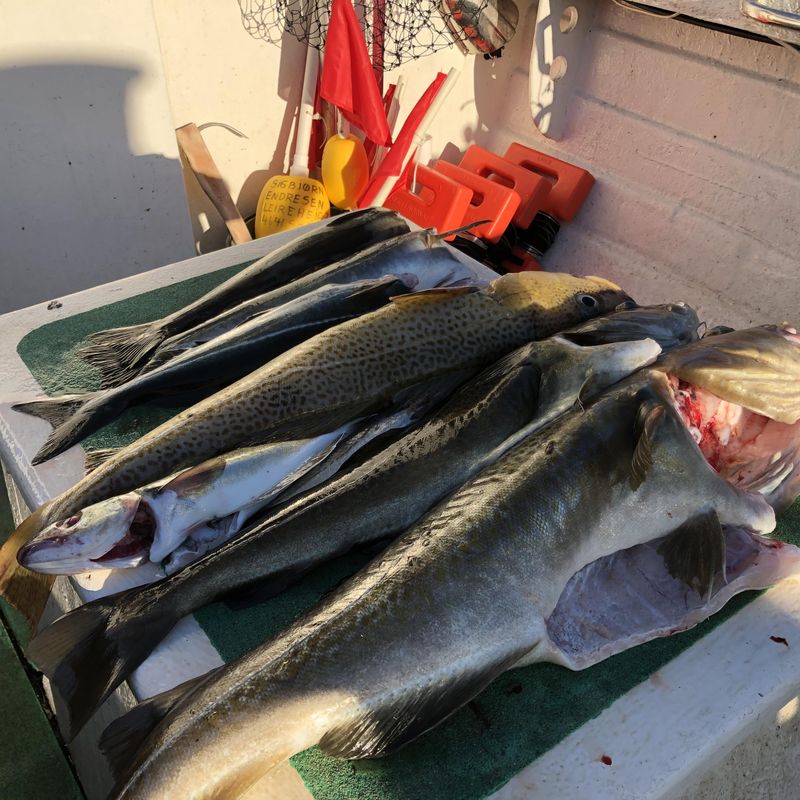 Autosett Ekstrem / för vev