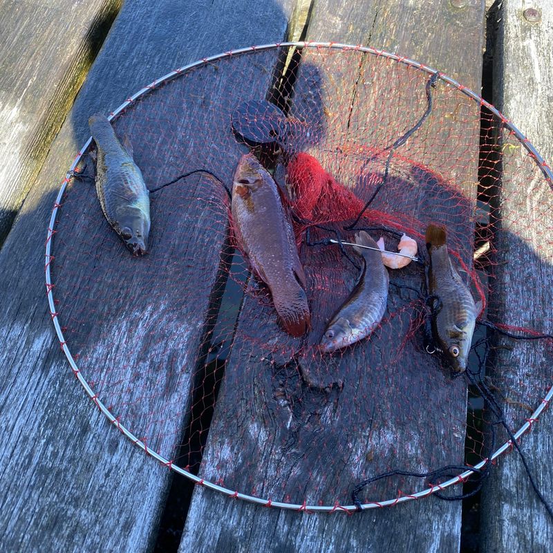  Kalastus- ja rapupyydys lapsille