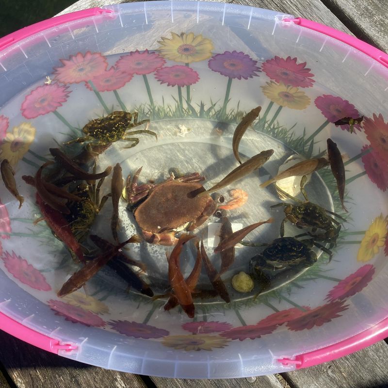 Krabbenvanger voor kinderen