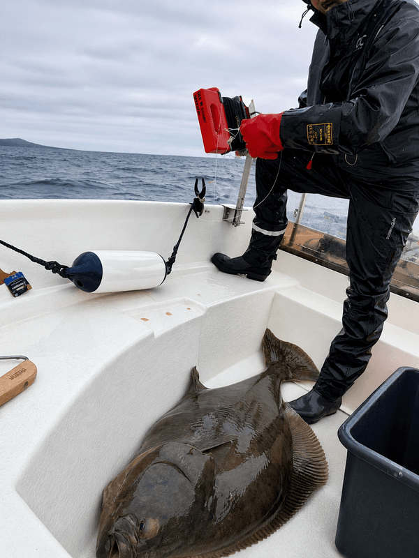 Halibut hookset. 16/0